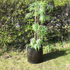 Large Round Metal Black & Gold Planter