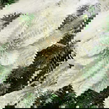 Set of 3 Champagne Poinsettia With Clip Decorations