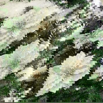 Set of 3 Champagne Poinsettia With Clip Decorations