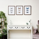 Set of 3 Wooden Framed Butterfly Wall Prints