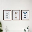 Set of 3 Wooden Framed Butterfly Wall Prints