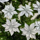 Set of 6 Silver Glitter Poinsettia Clip Christmas Decorations - 10cm