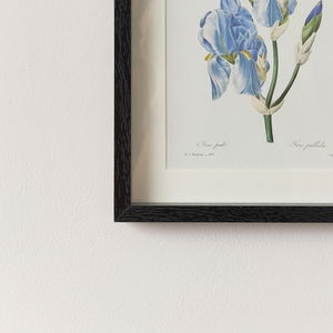 Vintage Blue Iris Flower Framed Wall Print 20cm x 25cm