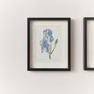 Vintage Blue Iris Flower Framed Wall Print 20cm x 25cm