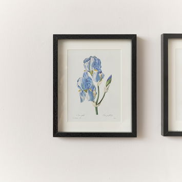 Vintage Blue Iris Flower Framed Wall Print 20cm x 25cm