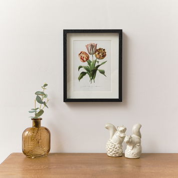 Vintage Red Tulip Flower Framed Wall Print 20cm x 25cm