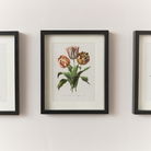 Vintage Red Tulip Flower Framed Wall Print 20cm x 25cm
