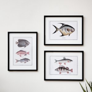 Set of 3 Black Framed Fish Wall Prints