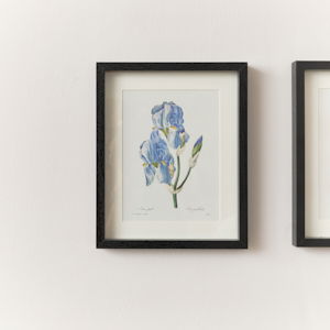 Vintage Blue Iris Flower Framed Wall Print 20cm x 25cm